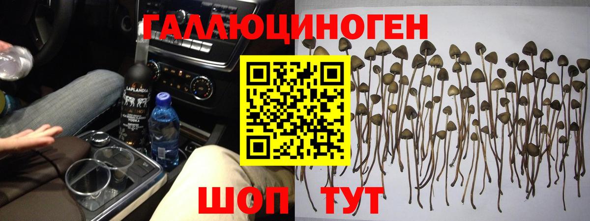Галлюциногенные грибы Cubensis Сухой Лог